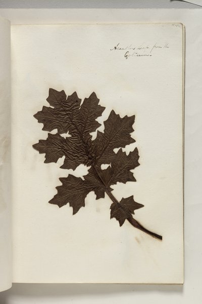 Feuille d